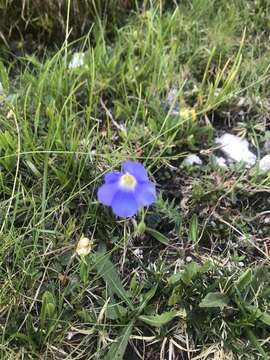 Imagem de Linum alpinum subsp. julicum (Hayek) Hegi