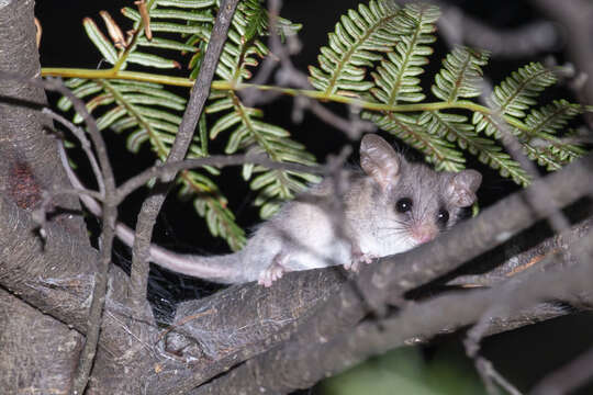 Image of Little Pygmy Possum