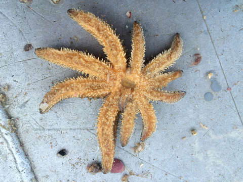 Image de Coscinasterias muricata Verrill 1867