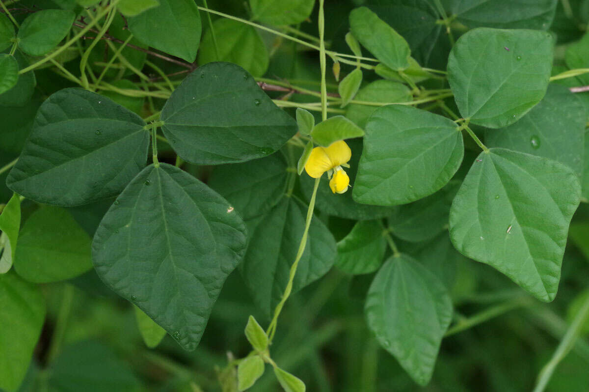 Dunbaria punctata (Wight & Arn.) Benth.的圖片