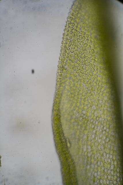 صورة Syntrichia norvegica Weber 1804