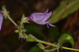 Image of Rattan's beardtongue