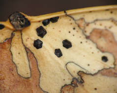 Image of Map Fungus