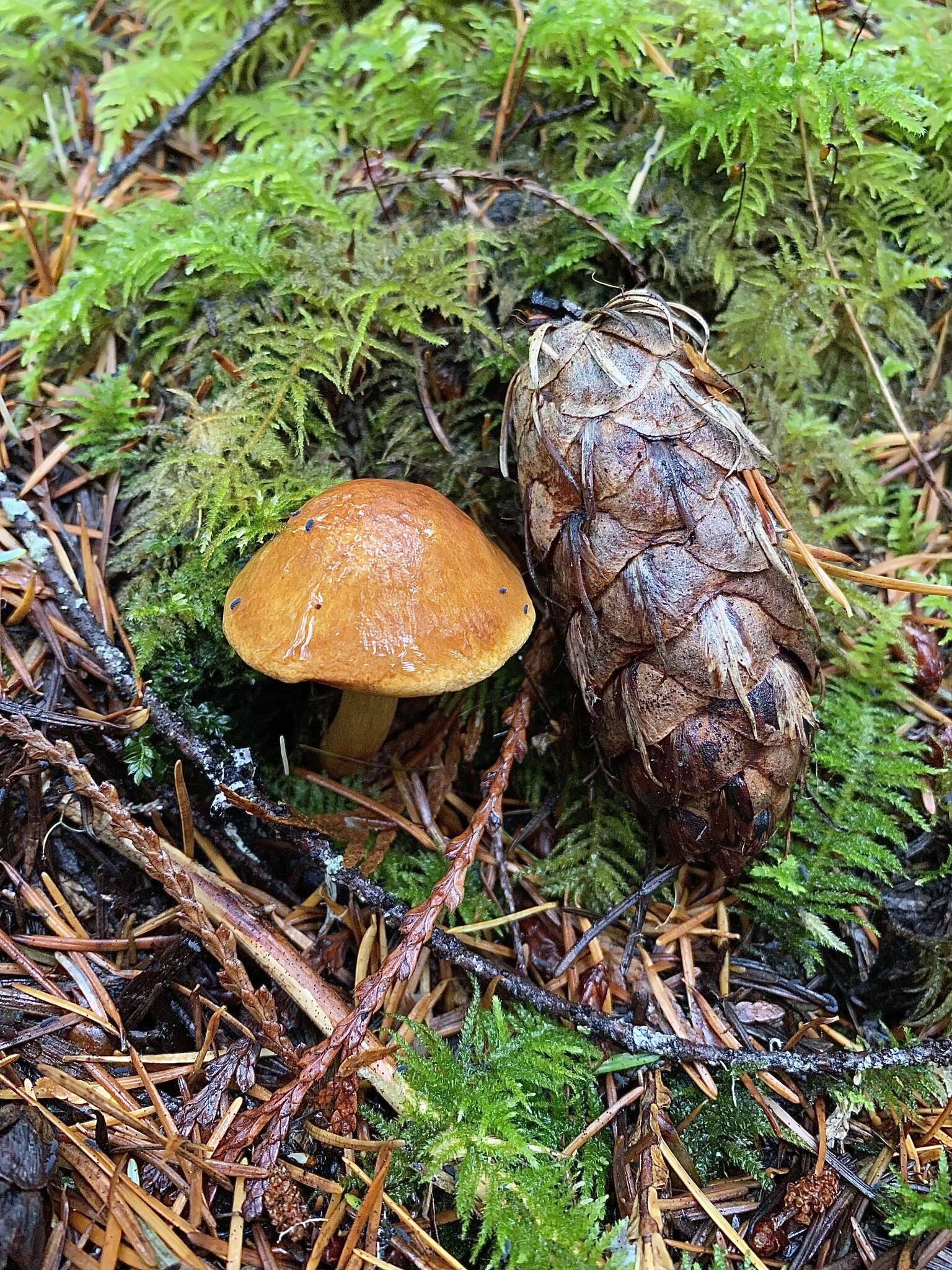 Image of Chalciporus piperatoides (A. H. Sm. & Thiers) T. J. Baroni & Both 1991