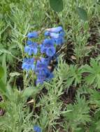 Image of Blue Penstemon