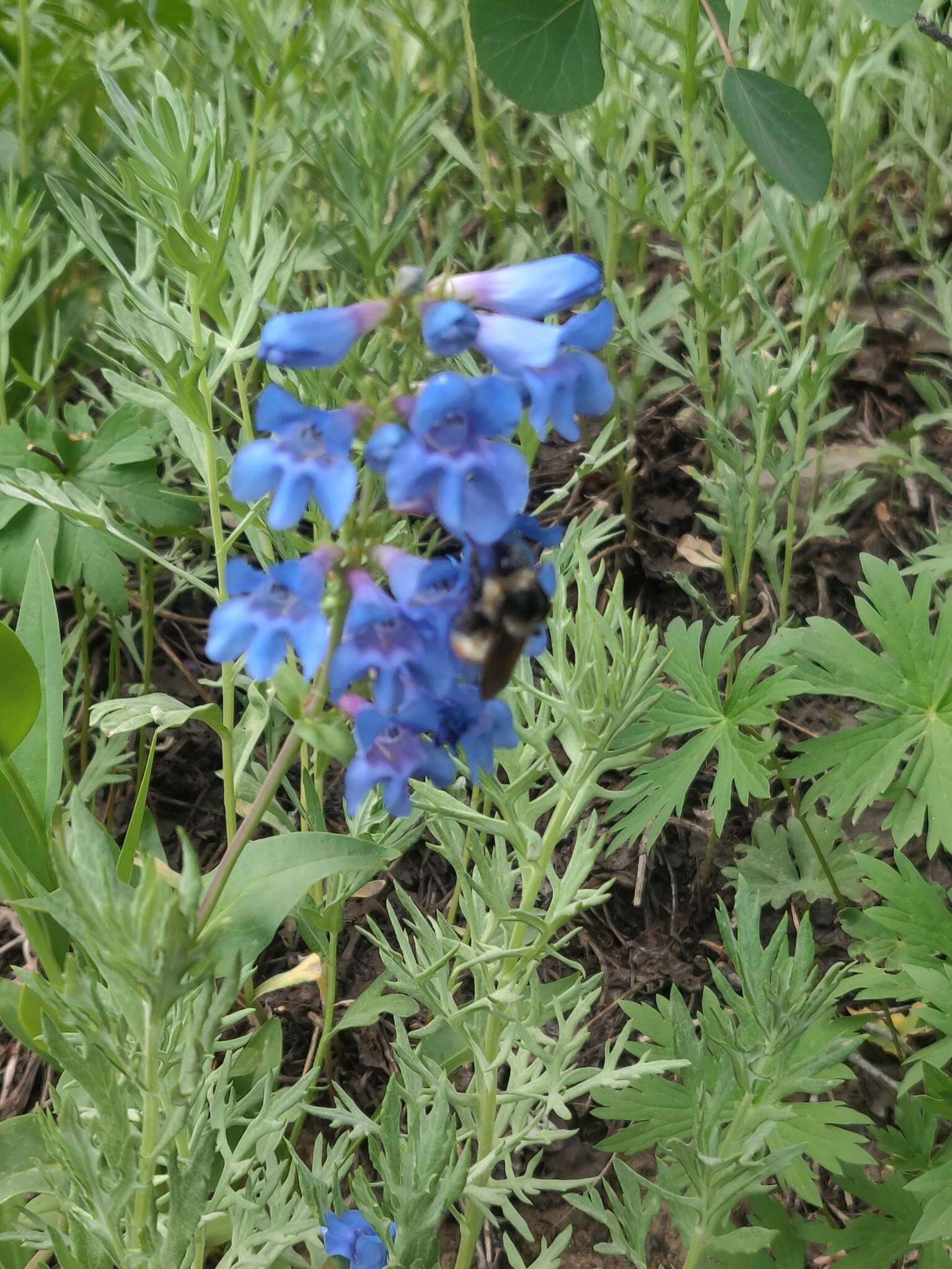 Imagem de Penstemon cyananthus Hook.