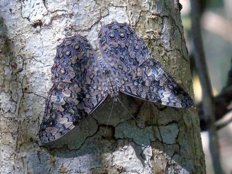 Image of Gray Cracker