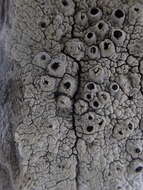 Image of California thelomma lichen