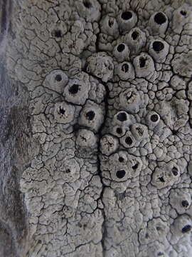 Image of California thelomma lichen