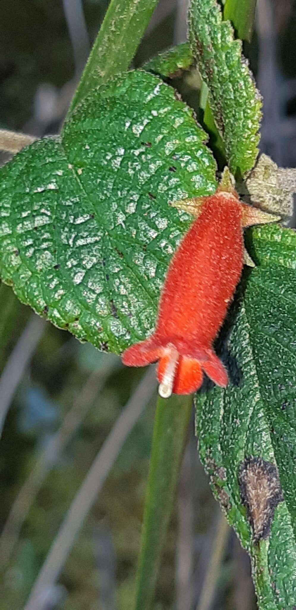 Image of Heppiella ulmifolia (Kunth) Hanst.