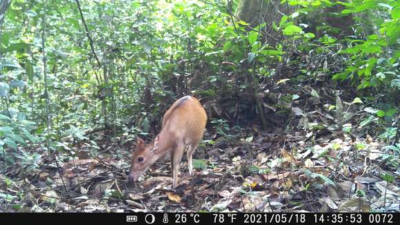 Image of Ogilby's Duiker