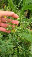 Image of spreading bedstraw