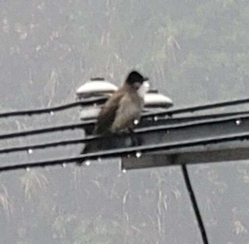 Image of Brown-breasted Bulbul