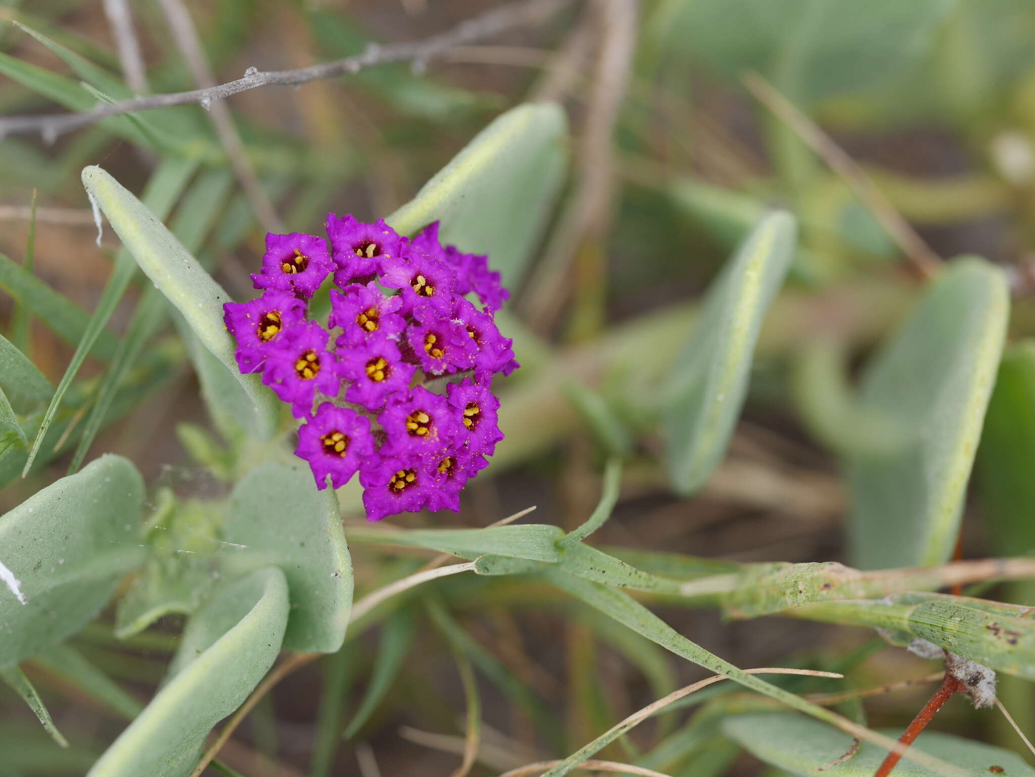 Image of Abronia maritima subsp. maritima