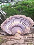 Ganoderma zonatum Murrill 1902的圖片