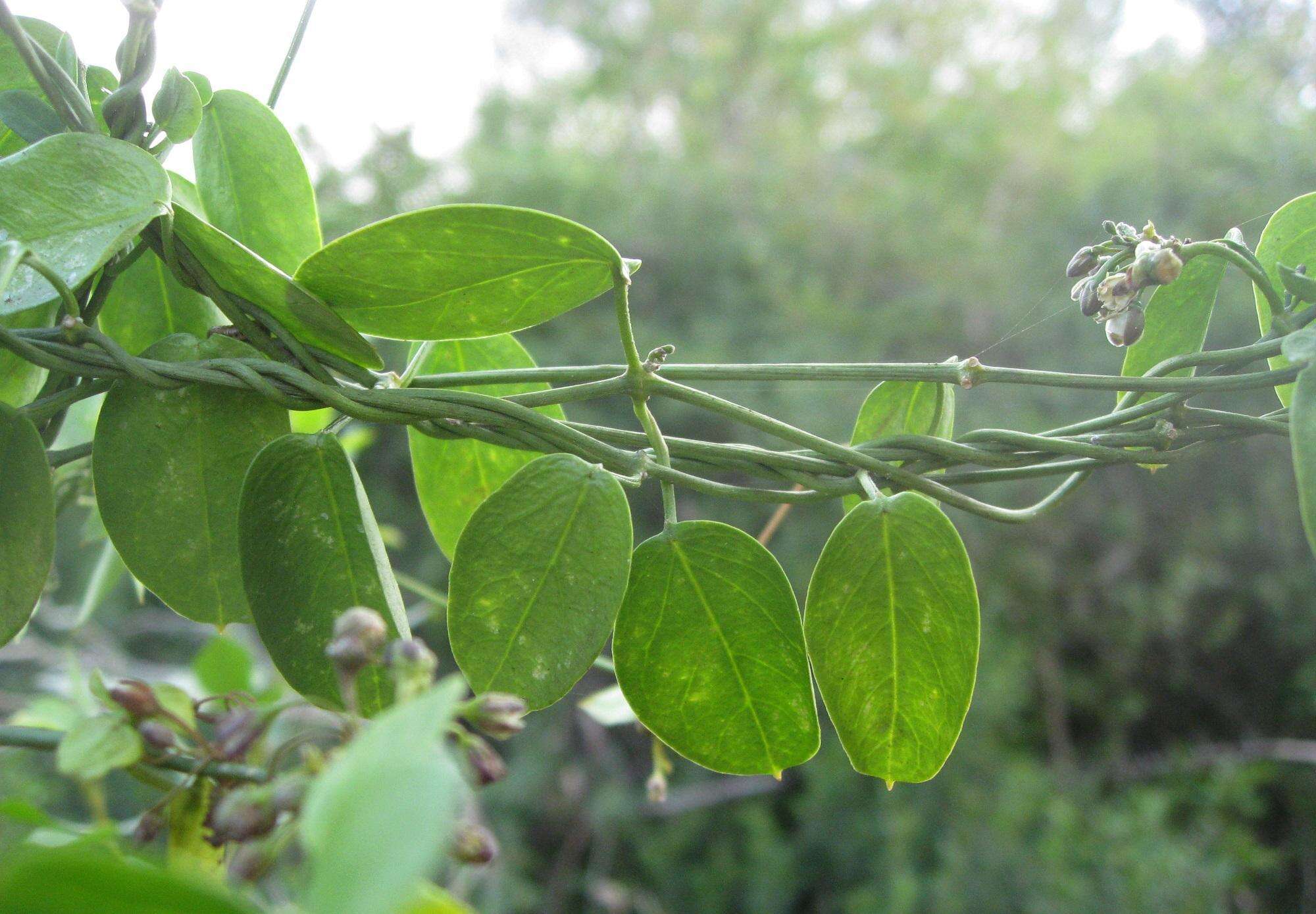 Image of Common dog-wort