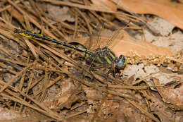 Image of Phanogomphus oklahomensis (Pritchard 1935)