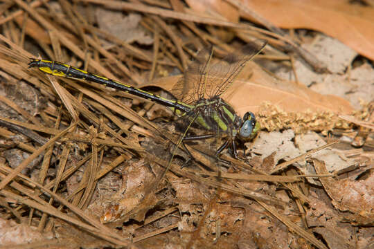 Image of Phanogomphus oklahomensis (Pritchard 1935)