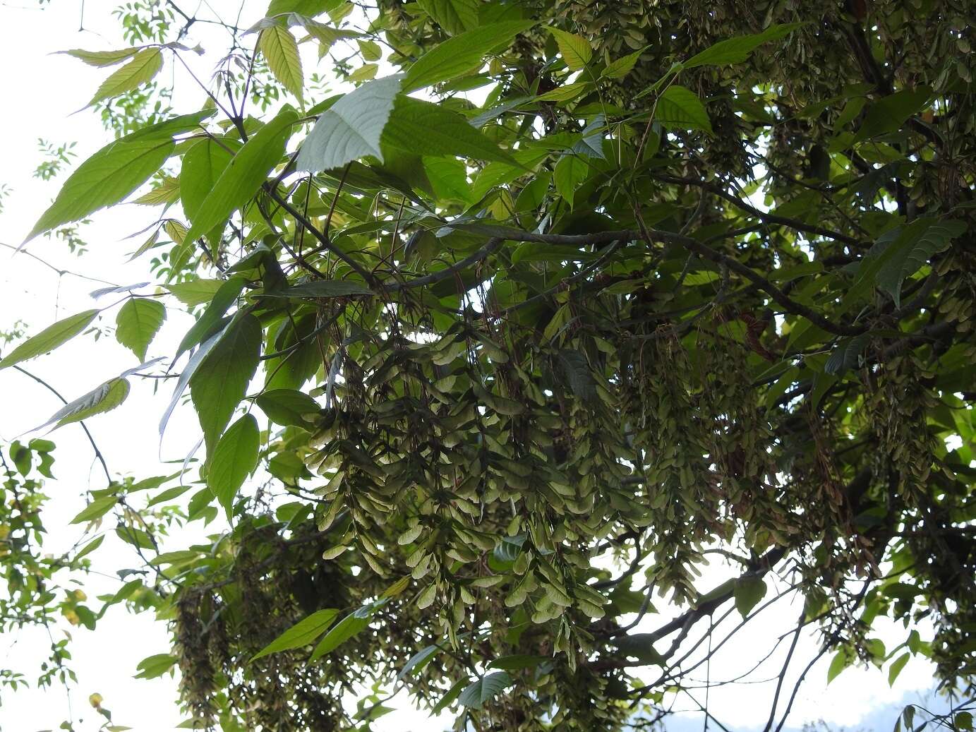 Image of Acer negundo var. mexicanum (DC.) Kuntze