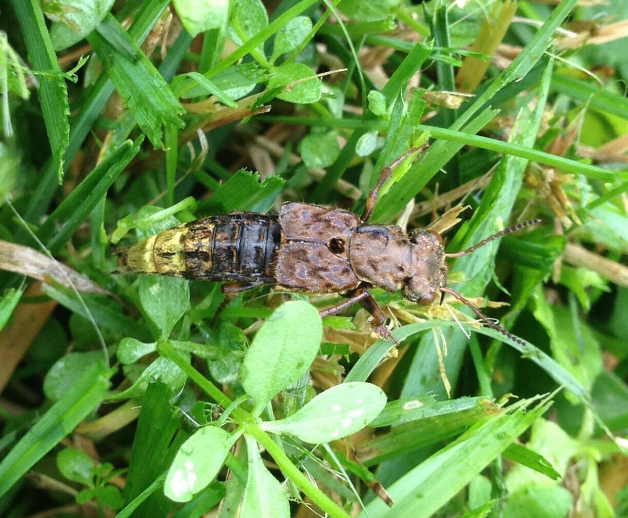 Image of Gold-and-brown Rove Beetle