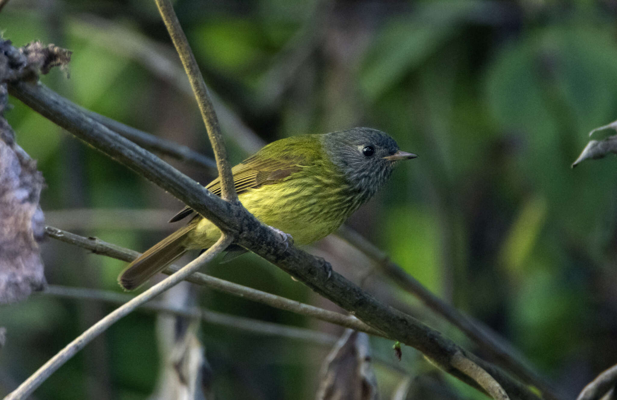 Image of Streak-necked Flycatcher