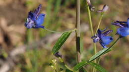 Delphinium patens subsp. hepaticoideum Ewan的圖片