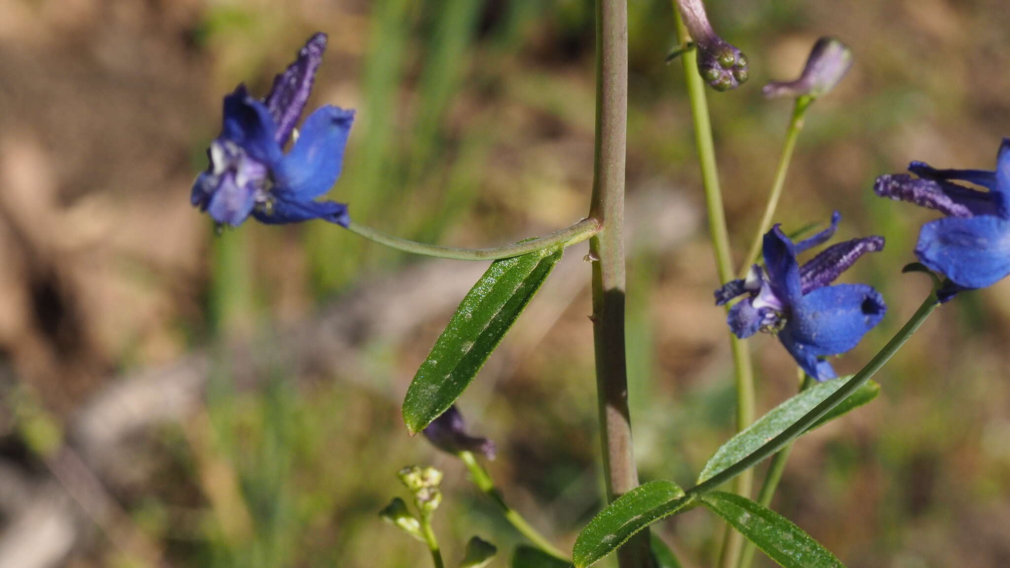 Delphinium patens subsp. hepaticoideum Ewan的圖片