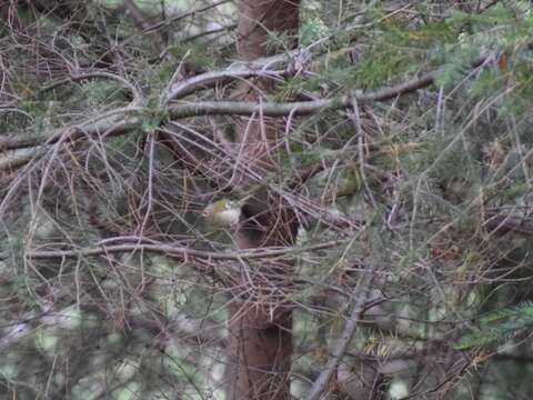 Image of Goldcrest