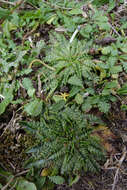 Image of Plantago triandra Bergg.