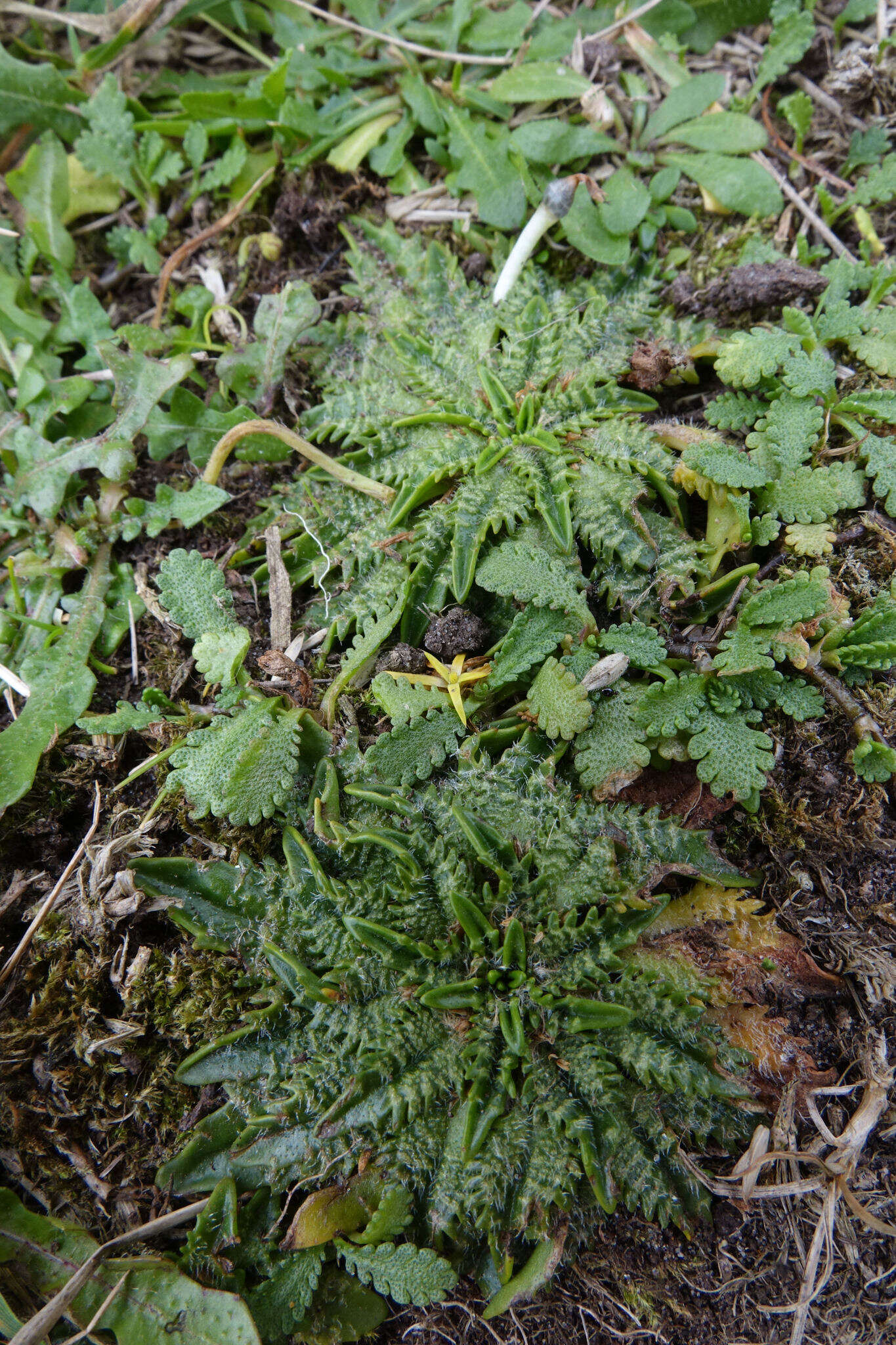 Image of Plantago triandra Bergg.