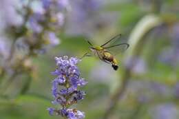 Image of Coffee Clearwing