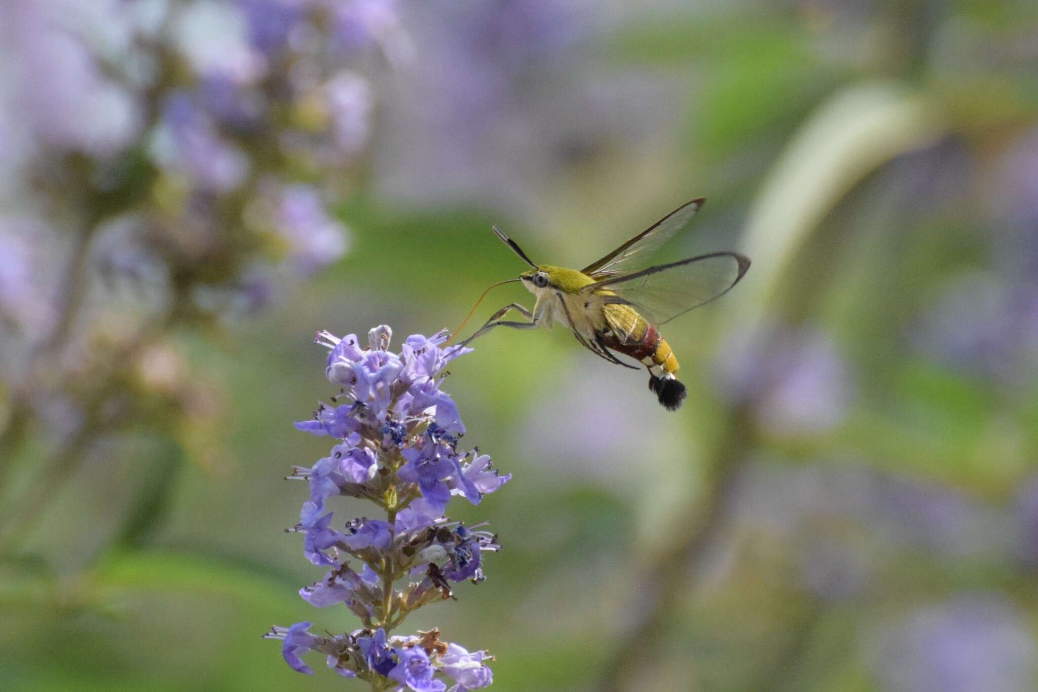 Image of Coffee Clearwing