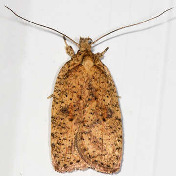 Image of Thelma's Agonopterix