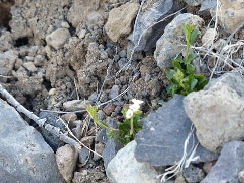 Image of Kamchatka rockcress