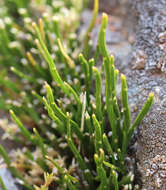 Image de Carmichaelia uniflora Kirk