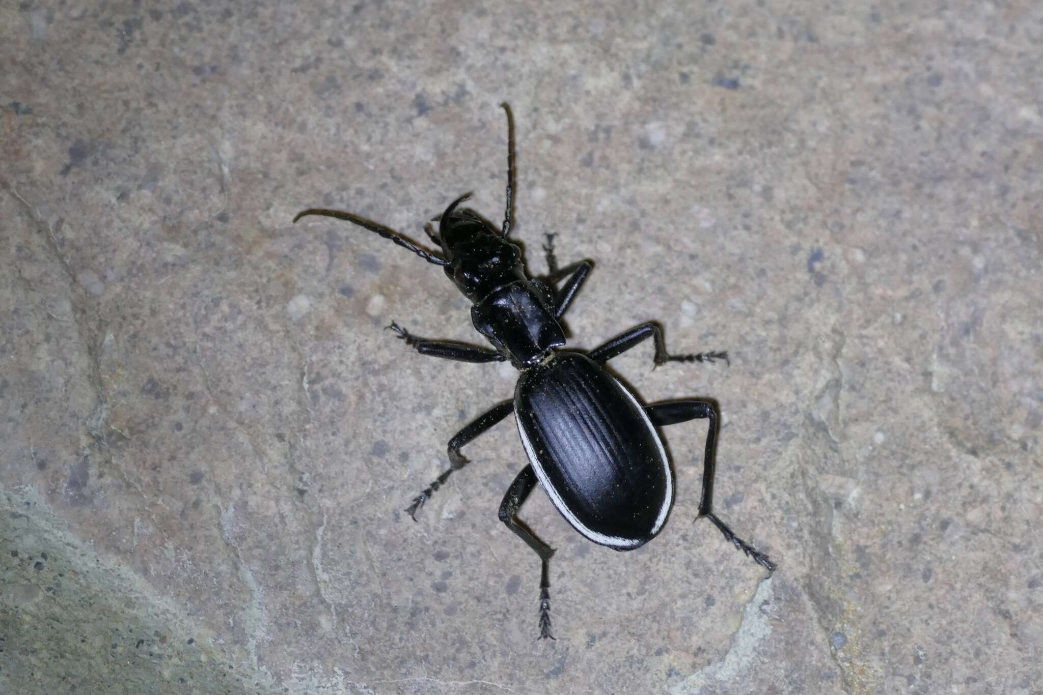 Image of Anthia (Anthia) cinctipennis Lequien 1833