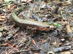 Image of Allegheny Mountain Dusky Salamander