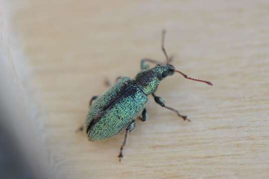 Phyllobius (Phyllobius) betulinus Bechstein & Scharfenberg 1805 resmi