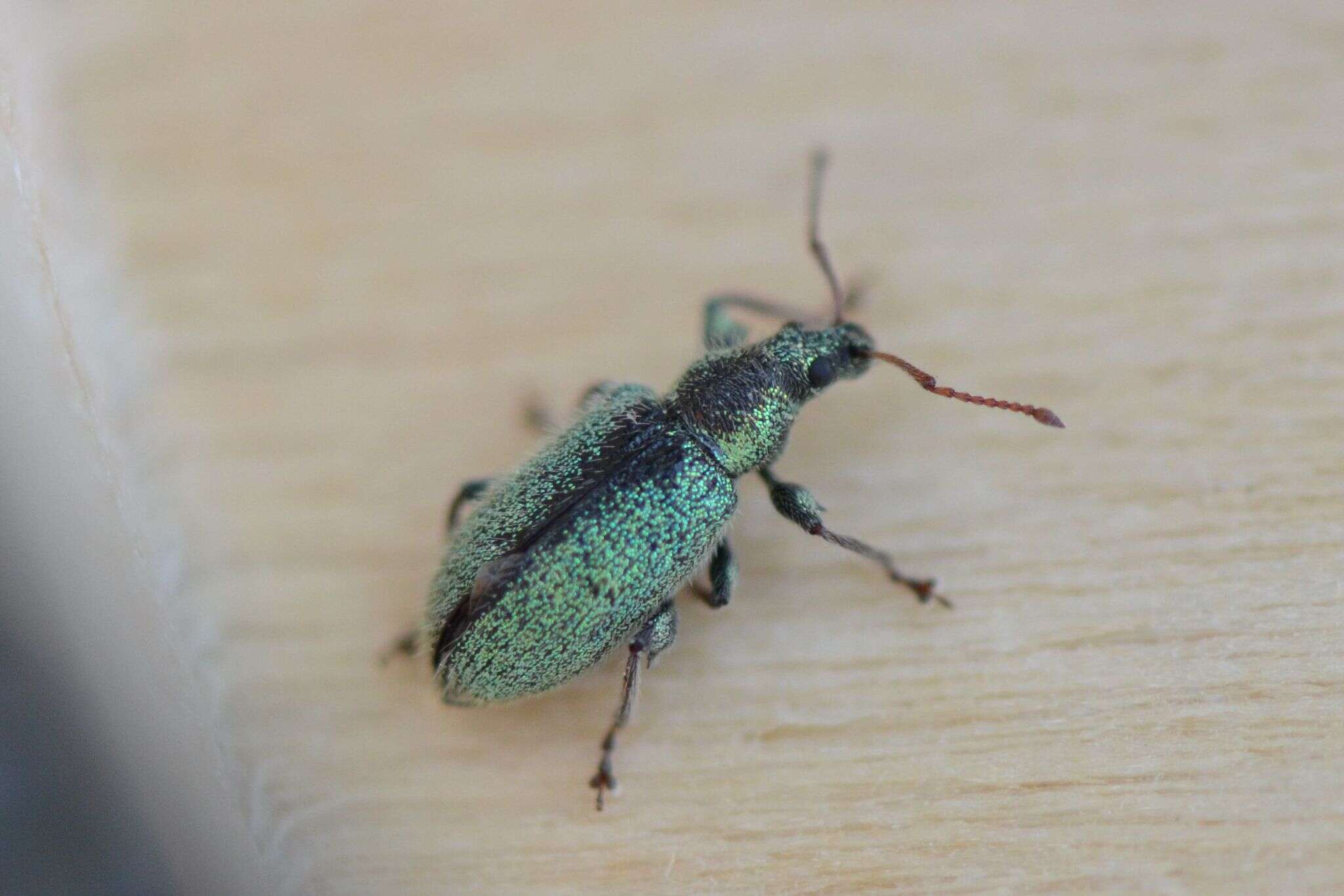 Plancia ëd Phyllobius (Phyllobius) betulinus Bechstein & Scharfenberg 1805