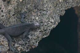 Image of Amblyrhynchus cristatus nanus Garman 1892