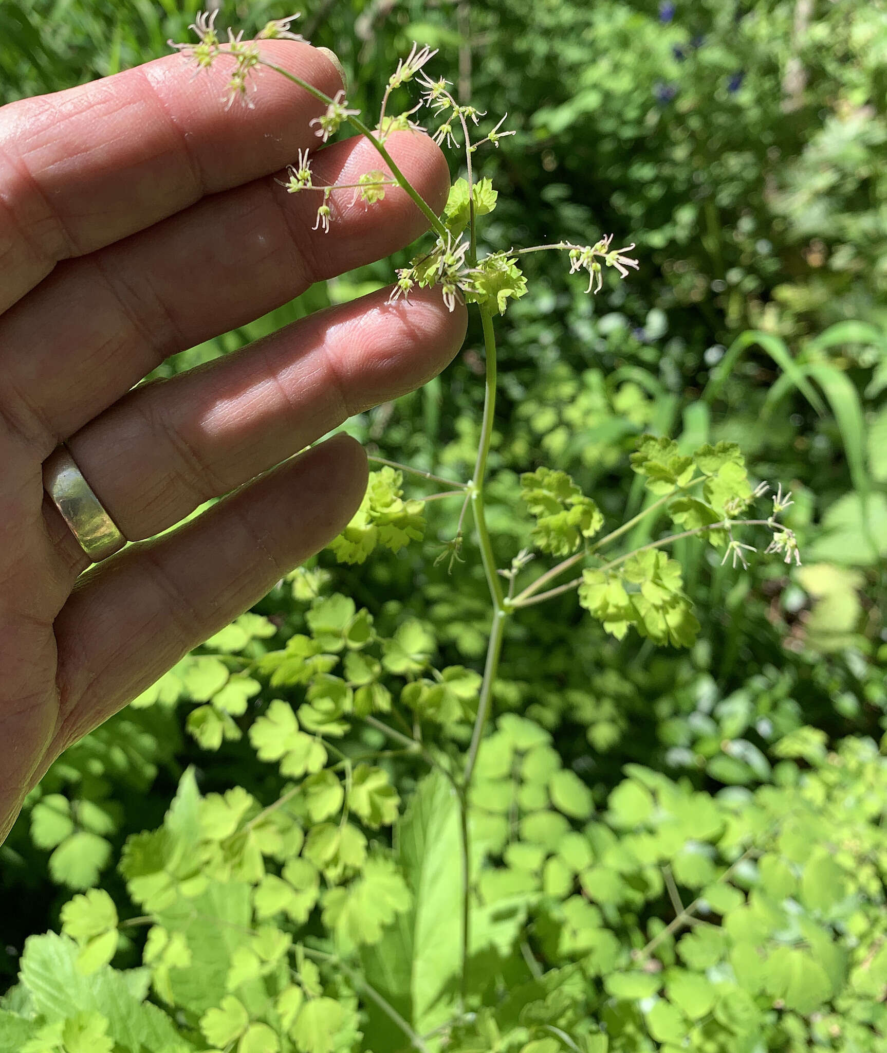 Слика од Thalictrum occidentale A. Gray