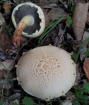 Image of Leratiomyces riparius (A. H. Sm.) Redhead 2014