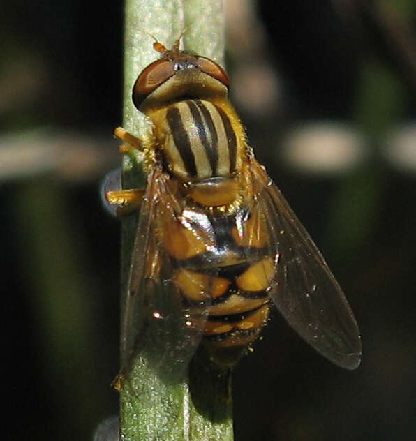 Image de Parhelophilus laetus (Loew 1863)