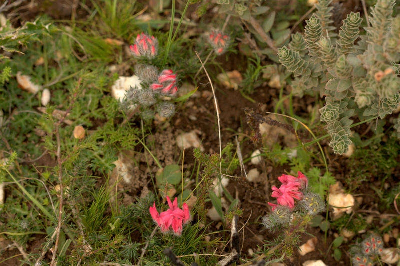 Image of Aspalathus rosea R. Dahlgren