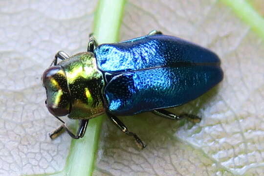 Image de Endelus cupido Deyrolle 1864