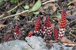 Image of Balanophora laxiflora Hemsl.