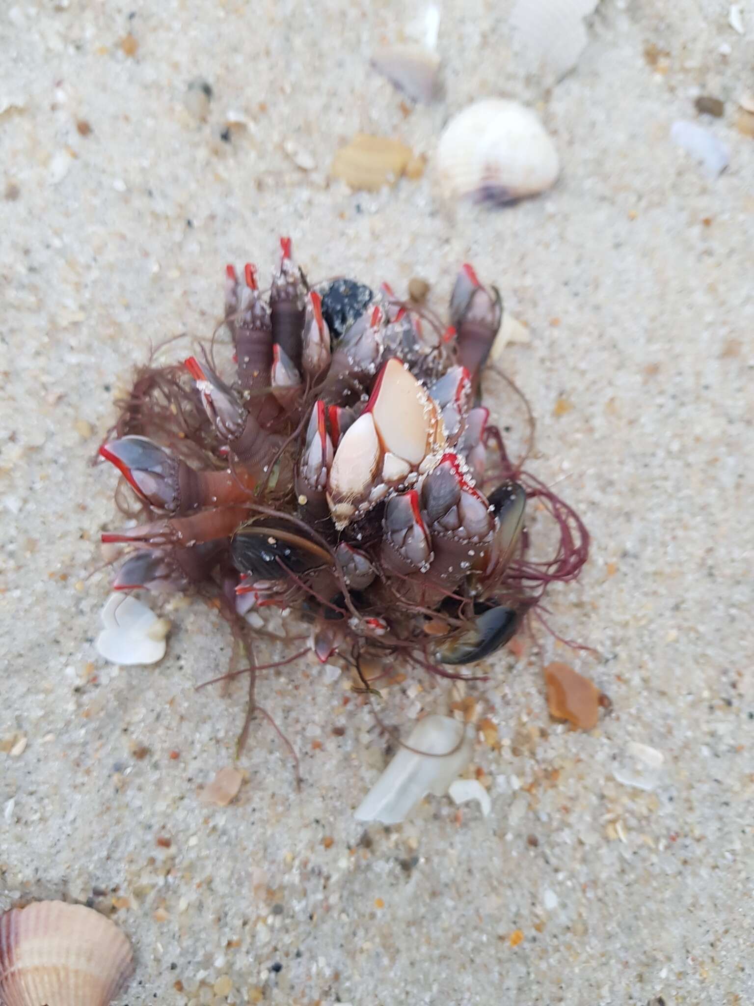 Image of goose neck barnacle