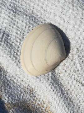 Image of surf clam