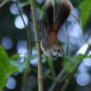 Image of Tawny-backed Fantail