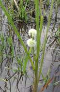 Image de Sparganium subglobosum Morong